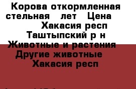 Корова откормленная стельная 5 лет › Цена ­ 45 000 - Хакасия респ., Таштыпский р-н Животные и растения » Другие животные   . Хакасия респ.